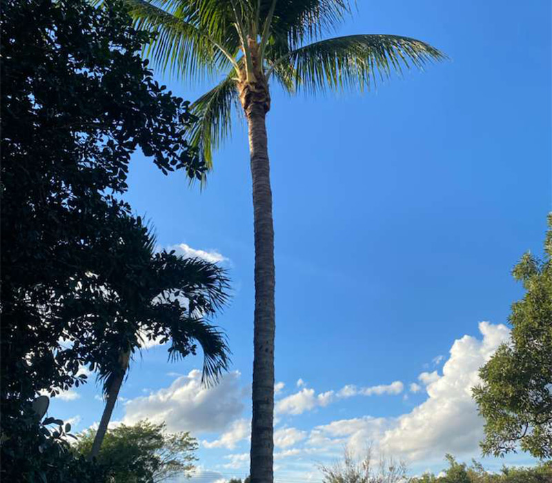 Towing services in Hesperia